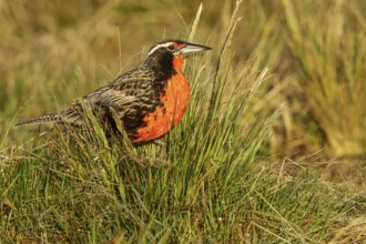 Long-tailed Meadowlark (Sturnella loyca) perched on the ground in the Falkland Islands