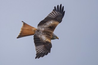Red Kite (Milvus milvus) flying, Hesse, Germany