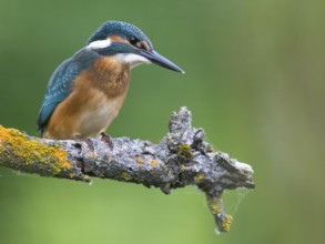 Common Kingfisher (Alcedo atthis), Mecklenburg-Western Pomerania, Germany