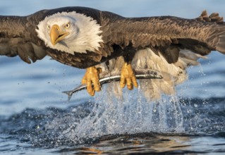 Bald Eagle (Haliaeetus leucocephalus) with fish in claws, Alaska, USA
