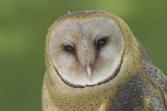Western Barn Owl (Tyto alba), Alberta, Canada