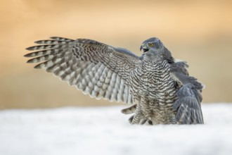 Northern Goshawk (Accipiter gentilis) perched on a snowy ground, Poland