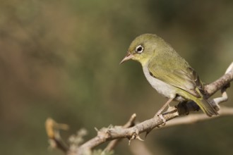 Abyssinian White-eye (Zosterops abyssinicus), Oman