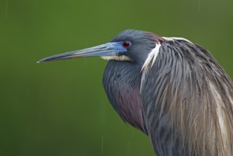 Tricolored Heron (Egretta tricolor), Florida, USA
