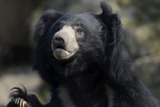 Sloth bear (Melursus ursinus), portrait, captive, native to India