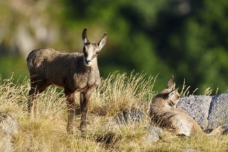Two young chamois standing in a meadow, one standing, the other lying down, surrounded by summer