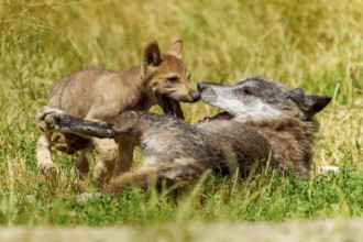 A puppy and a wolf interacting playfully on the grass, Timberwolf, wolf, American wolf, (Canis