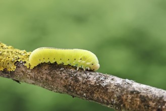 Birch Sawfly, Birch Button Hornworm Wasp (Cimbex femoratus), Birch Sawfly (Symphyta), Birch Button