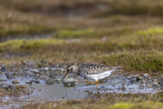 Black-legged stint (Calidris maritima) foraging, Aventdalen, Longyearbyen, Spitsbergen, Svalbard