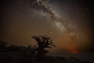 Silhouette of a baobab tree with starry sky and Milky Way, red moonrise on the horizon, African