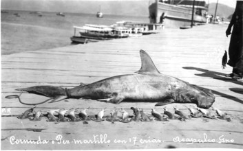 Scalloped hammerhead shark (Sphyrna lewini), pregnant female, belly was slit open and the pups