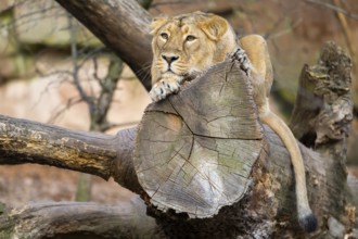 Asiatic lion (Panthera leo persica), female lying on a tree trunk, captive, habitat in India
