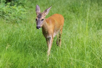 A female roe deer (Capreolus capreolus) crosses a green meadow. Bavaria, Germany