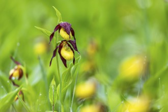 European lady's slipper (Cypripedium calceolus), orchid family (Orchidaceae), Upper Danube nature