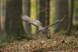 In the autumn forest... Virginia eagle owl (Bubo virginianus), one of the largest owls on the
