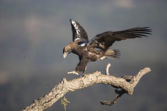 Iberian Eagle (Aquila adalberti), Spanish imperial eagle, Extremadura, Castilla La Mancha, Spain