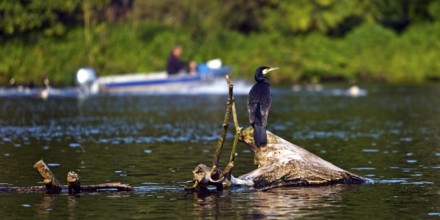 A cormorant sits on a tree stump in the Ruhr and a boat with a human sails in the background,