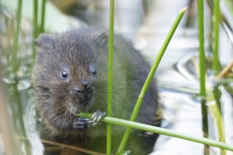 Water vole (Arvicola amphibius) adult rodent animal feeding amongst reeds in a pond in summer,