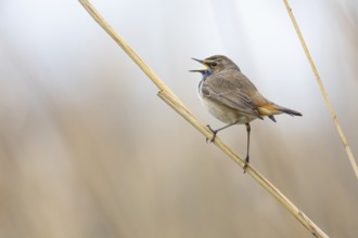Bluethroat (Luscinia svecica cyanecula) ml Germany