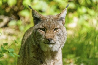 Close-up of a lynx with attentive gaze and erect ears, surrounded by green forest vegetation, Lynx,