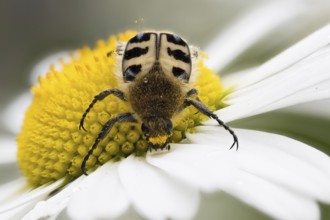A Bee beetle (Trichius gallicus) crawling on the large yellow centre of a daisy flower, Hesse,