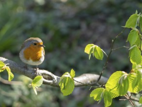 Robin (Erithacus rubecula) standing on a branch in the garden, North Rhine-Westphalia, Germany