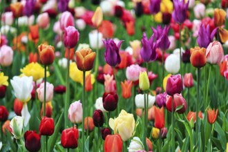 Different coloured tulips (Tulipa), colourful tulip bed, Keukenhof gardens, Lisse, Bollenstreek,