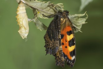 A newly hatched Small tortoiseshell (Aglais urticae) with its cocoon on a leaf in a natural