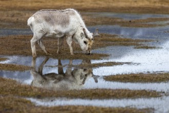 Svalbard skink (Rangifer tarandus platyrhynchus) reflected in the water, Mammals (Mammalia),