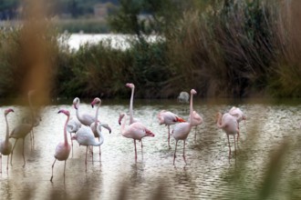 Pink flamingos (Phoenicopterus roseus), standing in the water, Pont de Gau bird park, Camargue,
