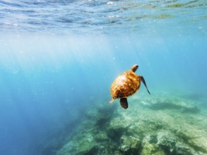 Green turtle (Chelonia mydas), underwater, Galapagos, Ecuador