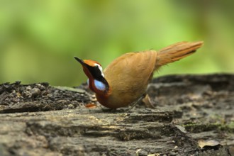 Rail-babbler (Eupetes macrocerus), Pahang, Malaysia
