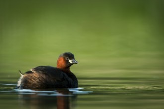 Little Grebe (Tachybaptus ruficollis), Hesse, Germany