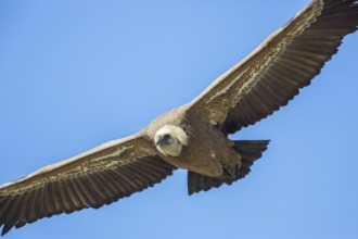 Griffon Vulture (Gyps fulvus) flying, Spain