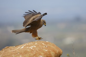 Black Kite (Milvus migrans) landing on a rock, Spain