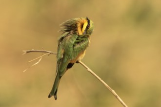 Little Bee-eater (Merops pusillus) preening, Gambia