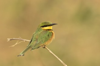 Little Bee-eater (Merops pusillus), Gambia