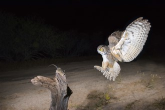 Great Horned Owl Bubo virginianus Tucson, Arizona, United States 3 November Adult with Cactus Mouse