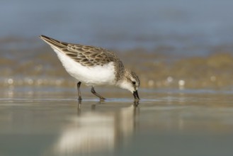 Red-necked Stint (Calidris ruficollis) foraging, Victoria, Australia