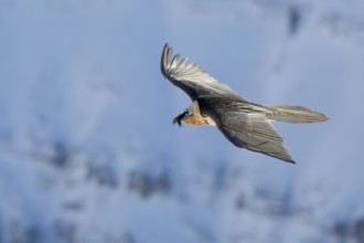 Bearded Vulture (Gypaetus barbatus) flying, Valais, Switzerland