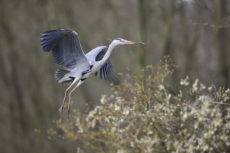 Grey Heron (Ardea cinerea) flying with nesting material, North Rhine-Westphalia, Germany