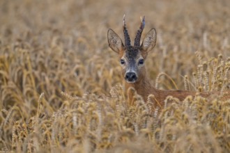 Western Roe Deer (Capreolus capreolus) buck in cornfield, Lower Saxony, Germany