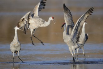 Sandhill Crane (Antigone canadensis), New Mexico, USA