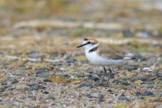 Kentish Plover (Charadrius alexandrinus) male, Greece