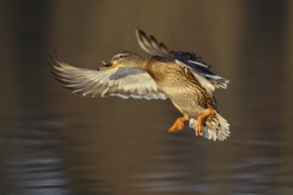 Stockente, Anas platyrhynchos, Weibchen im Landeanflug mit Morgenlicht