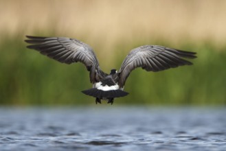 Barnacle Goose (Branta leucopsis) flying, Utrecht, Netherlands