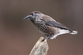 Spotted Nutcracker (Nucifraga caryocatactes), Carinthia, Austria