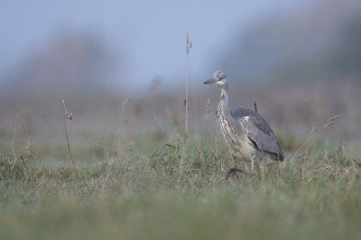 Grey Heron (Ardea cinerea) foraging, North Rhine-Westphalia, Germany