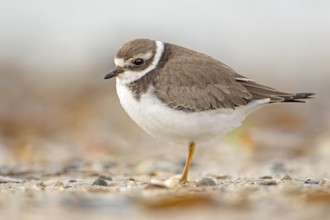 Common Ringed Plover (Charadrius hiaticula) juvenile, Schleswig-Holstein, Germany