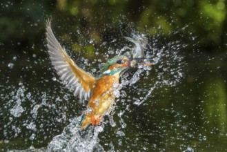Common Kingfisher (Alcedo atthis) female fishing, Lower Saxony, Germany